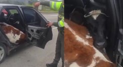 Insólito operativo: así llevaban dos terneros en un carro como si fueran pasajeros