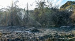 INCENDIOS EN TOLIMA 