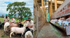 Productores ovinos y caprinos. / Foto: cortesía