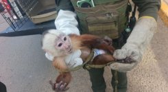 Recuperaciones Policía Ambiental - Cúcuta