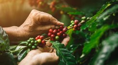Café de Colombia. / Foto: cortesía