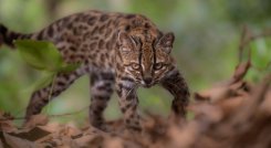 gato-tilcayo-nueva-especie-felino-bolivia