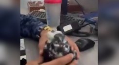 Paloma fue entrenada para llevar dos cargadores a una cárcel de Santander
