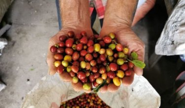 Producción de café en Colombia es la mayor en tres décadas