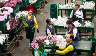 Flores de exportación Colombia.