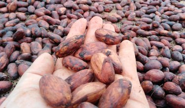 Cacao. / Foto: archivo