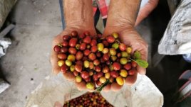 Producción de café en Colombia es la mayor en tres décadas