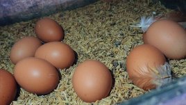 El fenómeno del huevo colombiano: redondo, nutritivo y apetecido. Foto La Opinión