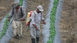 Fertilizantes. / Foto archivo