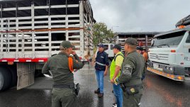 OPERATIVO CONJUNTO PERMITE INCAUTACIÓN DE 26 SEMOVIENTES Y FORTALECE EL CONTROL SANITARIO EN NORTE DE SANTANDER