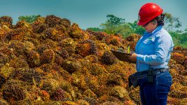 La producción nacional anual de aceite de palma es de 1.9 millones de toneladas, según datos de Fedepalma. /  Foto archivo