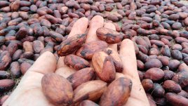 Cacao. / Foto: archivo