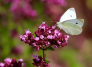 Mariposas