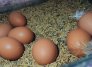 El fenómeno del huevo colombiano: redondo, nutritivo y apetecido. Foto La Opinión