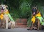 Nika y Estrella perritas policías