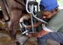 Productor lechero del Táchira. / Foto: Carlos Ramírez-La Opinión