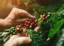 Café de Colombia. / Foto: cortesía