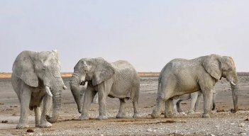 La población de elefantes africanos ha disminuido  en el último siglo debido a la caza furtiva. /Foto: Cortesía.