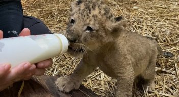 La reproducción por inseminación artificial es todavía muy poco común en el caso de leones. /Foto. AFP
