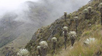 Los árboles se sembrarán en aquellas zonas en las que más se necesite. / Foto: Archivo