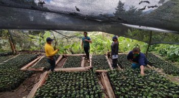 La familia ha sembrado 8.000 plantas de café, grano que ya cuenta con contrato de comercialización con la Cooperativa de Caficultores del Catatumbo (Cooperacafé). / Foto: Cotesía