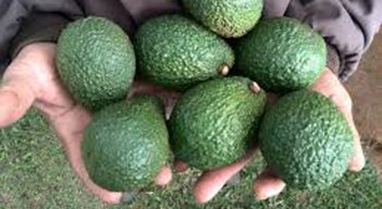El inicio de la exportación del aguacate Hass lo hizo el presidente Iván Duque./FOTO: Colprensa