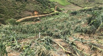 El invierno afecta los prados de fríjol, cebolla, tomate, arveja, maíz, apio, habichuela, cilantro, entre otros. / Foto: Cortesía/ La Opinión.