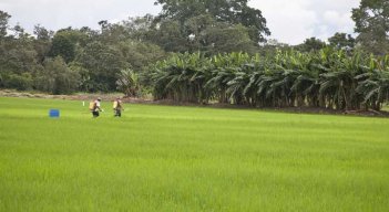Los cultivos de arroz son una actividad agrícola con más de 50 años de tradición en la región 