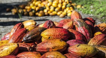 Cacao