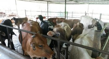Ejemplares de Chinácota irán a Bochalema