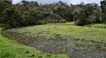 Aunque la planta tiene efectos negativos, también se ha constituido en un medio que atrae muchas aves silvestres, entre ellas las migratorias que llegan a descansar./ Cortesía/ La Opinión 