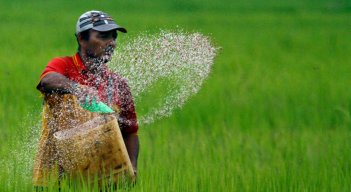 1.634 familias dependen del cultivo de arroz en Norte de Santander / Foto Cortesía.
