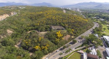 En la zona donde se pretendió desarrollar el proyecto urbanístico de la Constructora Amarilo, además de bosque seco hay abundantes cañaguates. / Foto: Archivo