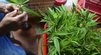Cannabis medicinal generaría negocios por US$1.700 millones para Colombia