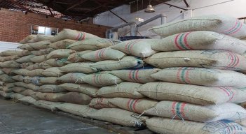 La meta es lograr la exportación del grano hacia el territorio asiático / Foto: Cortesía / La Opinión 