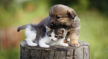En el marco de esta semana se planea recaudar 10 toneladas de alimentos para perros y gatos, con el objetivo de apoyar a las asociaciones animalistas sin ánimo de lucro./ Cortesía/ La Opinión 