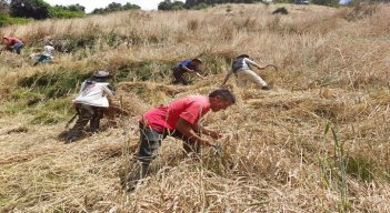 El proyecto lo adelantan en predios de varias familias residentes en la vereda Sucre./ Foto: Cortesía 