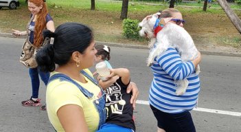 A caminar por los perros y gatos sin hogar./Foto: cortesía