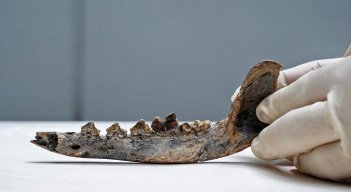 En el caso del perro, cuando es doméstico, "la mandíbula cambia, los dientes tienen menos cúspides, son menos puntiagudos". /AFP