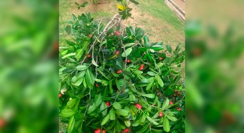 web-fruto