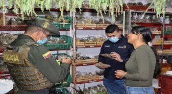 Una campaña para evitar el uso del musgo en las decoraciones navideñas adelantan las autoridades ambientales en Ocaña.