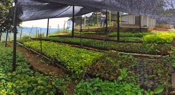 Mejorar la genética de las especies nativas es el principal objetivo del vivero El Edén del corregimiento de Buenavista en Ocaña. Foto: Cortesía / La Opinión 