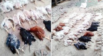 El propietario de una granja avícola afirmó que la música alta que se escuchó en la procesión de bodas de su vecino mató a 63 de sus pollos. / Foto: India Today