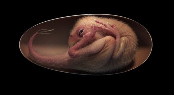 Embrión de dinosaurio.