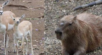Mueren de estrés dos animales del Zoológico de Cali por detonaciones de pólvora