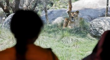 Charly y Sandai, un tigre de Bengala y un orangután de Borneo, ambos en peligro de extinción, fueron vacunados contra el coronavirus. /AFP