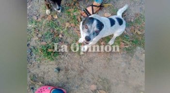 Indignación en Toledo por muerte de un perro que involucra al representante a la Cámara, Wilmer Carrillo