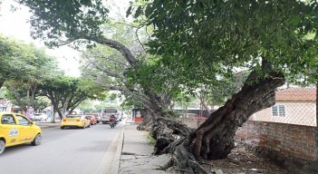 arboles enfermos en cúcuta