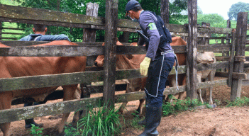 Vacunación contra aftosa avanza en el 80 % del hato en frontera con Venezuela
