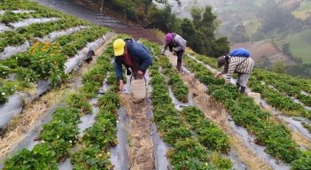 Alza de insumos agrícolas 